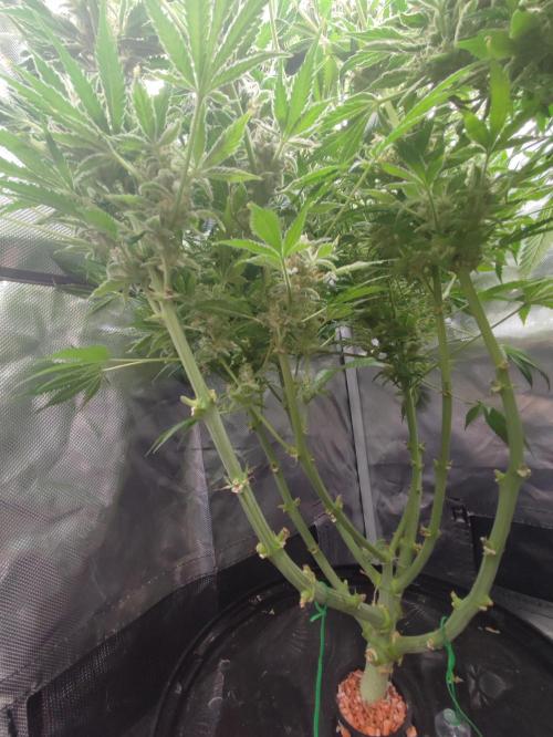 Sticky Broccoli 🥦 - EGC 2026. Week 14