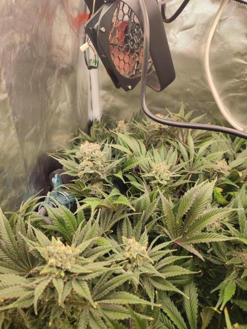 Sticky Broccoli 🥦 - EGC 2026. Week 15