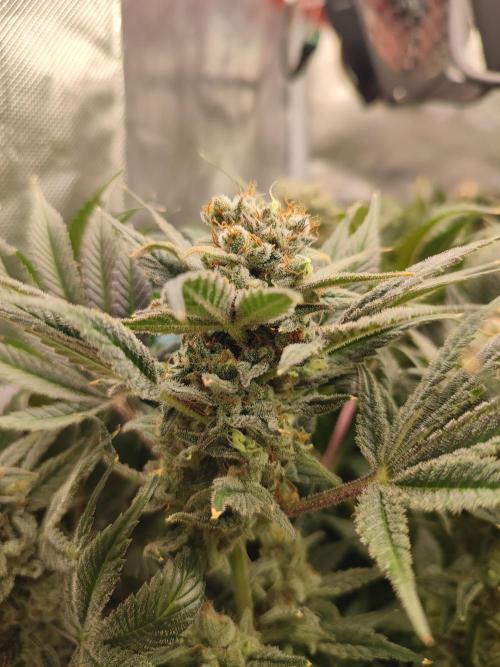Sticky Broccoli 🥦 - EGC 2026. Week 15