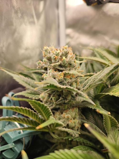 Sticky Broccoli 🥦 - EGC 2026. Week 15