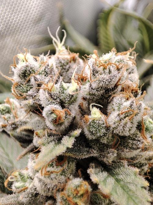 Sticky Broccoli 🥦 - EGC 2026. Week 15