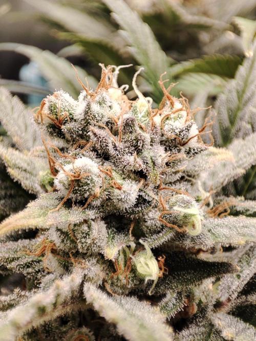 Sticky Broccoli 🥦 - EGC 2026. Week 15
