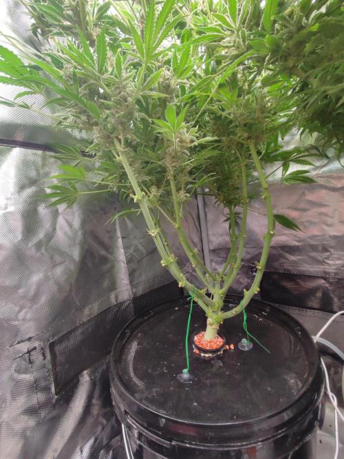 Sticky Broccoli 🥦 - EGC 2026. Week 15