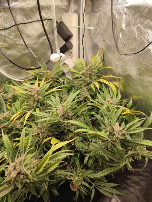 Diesel CBD. Week 16