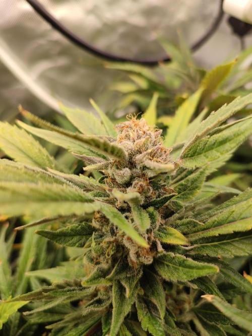 Diesel CBD. Week 16