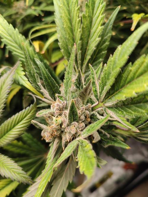 Diesel CBD. Week 16