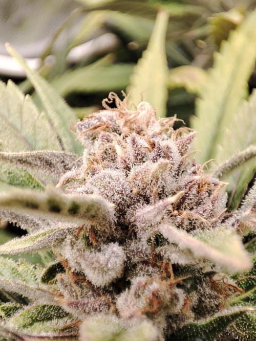 Diesel CBD. Week 16
