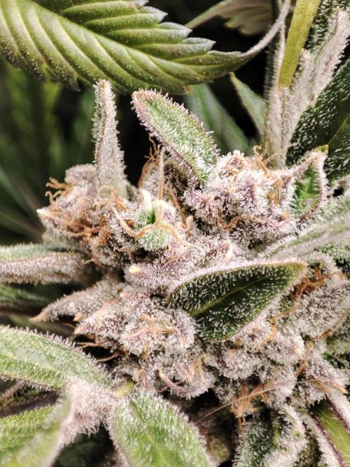 Diesel CBD. Week 16