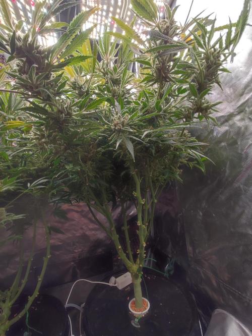 Diesel CBD. Week 16