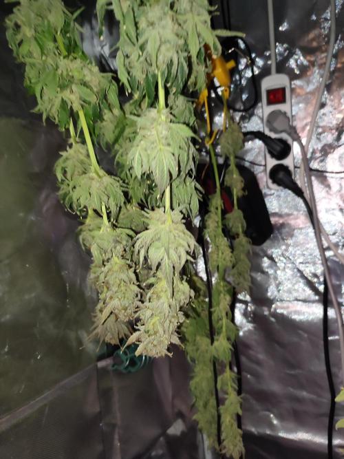 Sticky Broccoli 🥦 - EGC 2026. Week 16