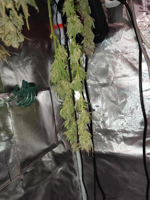Sticky Broccoli 🥦 - EGC 2026. Week 16