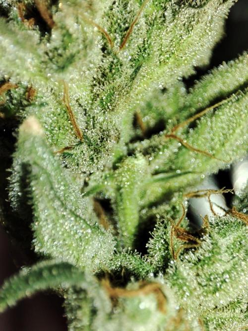 Sticky Broccoli 🥦 - EGC 2026. Week 16
