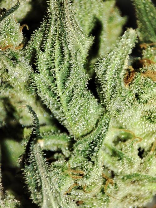 Sticky Broccoli 🥦 - EGC 2026. Week 16