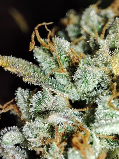 Sticky Broccoli 🥦 - EGC 2026. Week 16