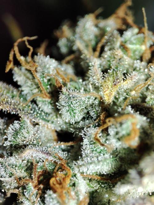 Sticky Broccoli 🥦 - EGC 2026. Week 16