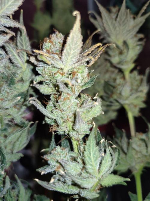 Sticky Broccoli 🥦 - EGC 2026. Week 16