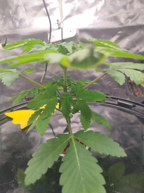 Wilhelmine - Mainlining tryout. Week 2 - Plenty of branches - I've got high hopes that the manifold will work