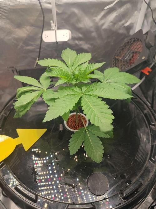 Wilhelmine - Mainlining tryout. Week 2 - After just a few hours in the hydrogen peroxide sitting