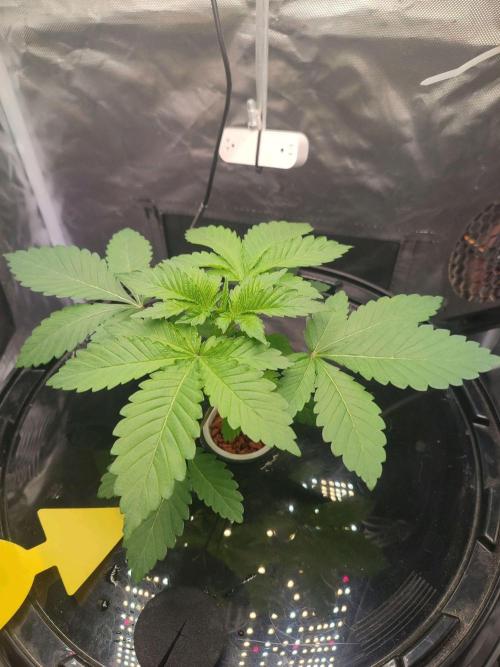 Pure Lite 60x60x160. Week 2