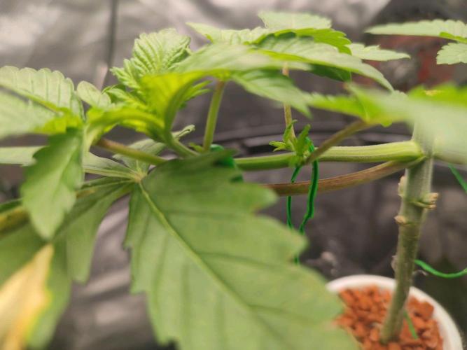 Wilhelmine - Mainlining tryout. Week 3 - LST and the secondary branches