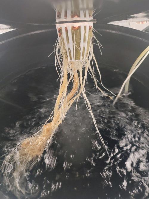 Wilhelmine - Mainlining tryout. Week 3 - Roots are looking well again