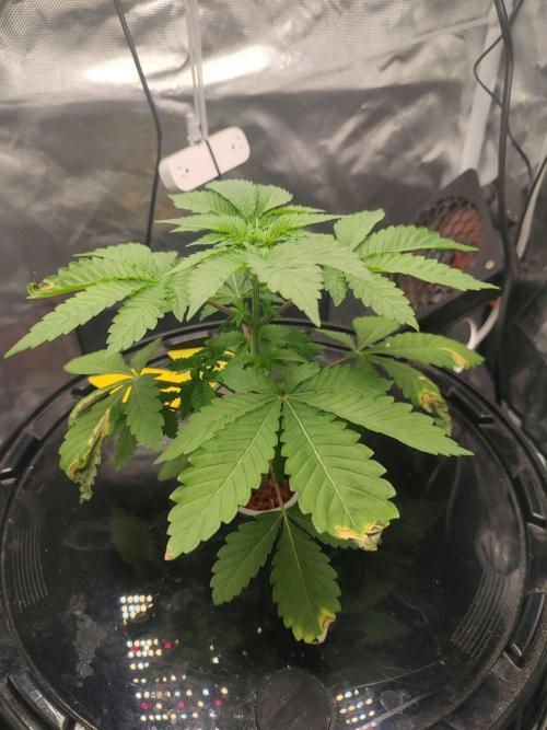 Wilhelmine - Mainlining tryout. Week 3 - Just before the cut