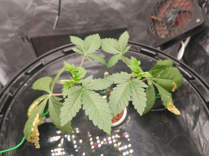 Wilhelmine - Mainlining tryout. Week 4