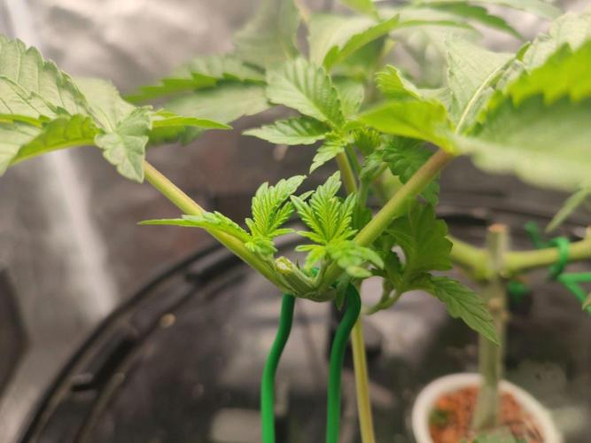 Wilhelmine - Mainlining tryout. Week 5