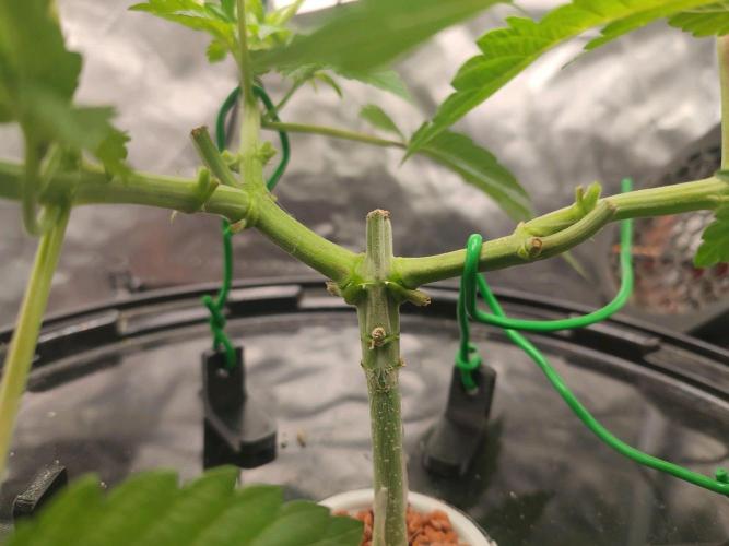 Wilhelmine - Mainlining tryout. Week 5