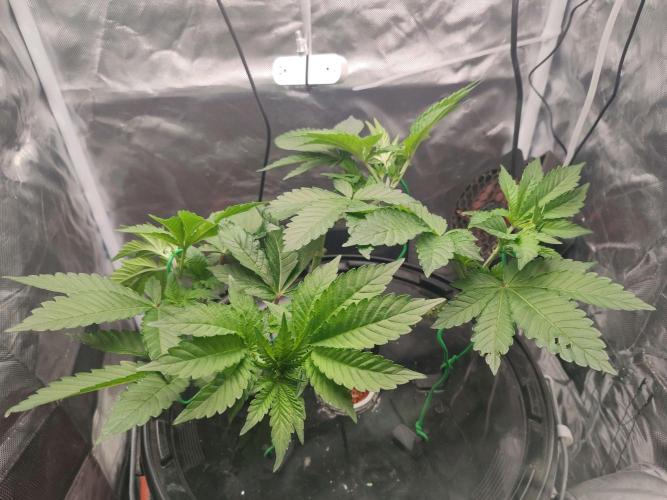 Wilhelmine - Mainlining tryout. Week 6