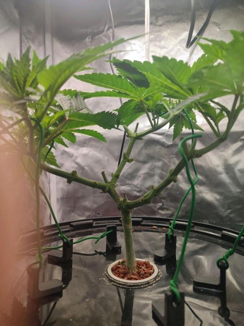 Wilhelmine - Mainlining tryout. Week 6