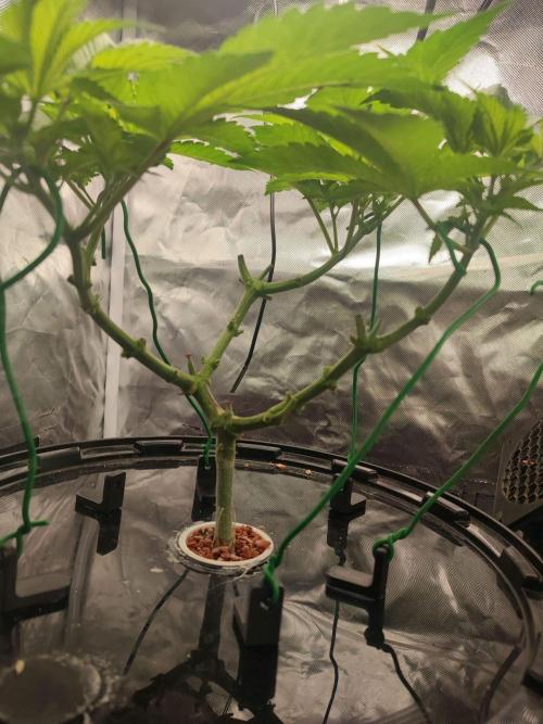 Wilhelmine - Mainlining tryout. Week 7