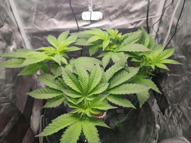 Wilhelmine - Mainlining tryout. Week 7