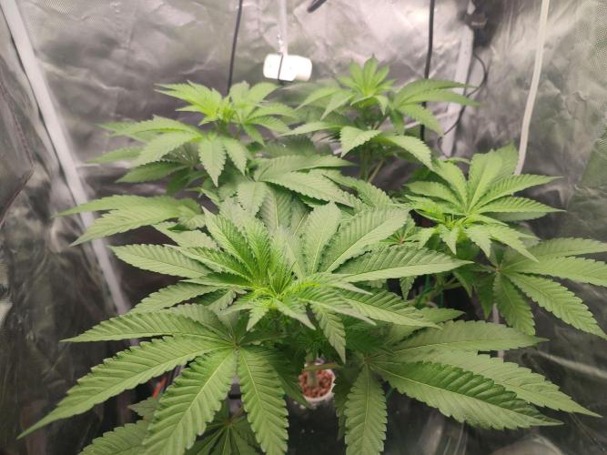 Wilhelmine - Mainlining tryout. Week 8