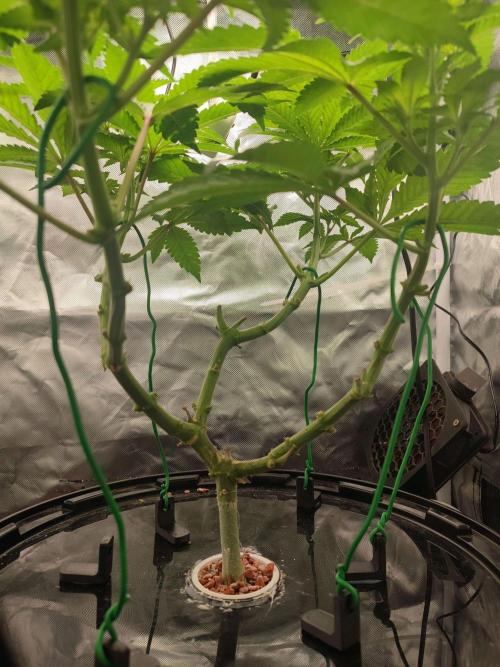 Wilhelmine - Mainlining tryout. Week 8