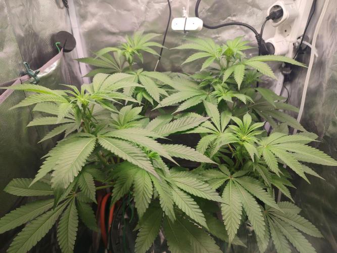 Wilhelmine - Mainlining tryout. Week 9