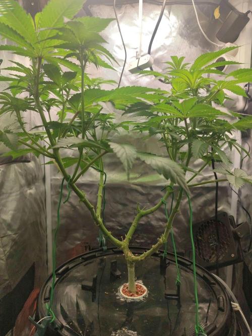 Wilhelmine - Mainlining tryout. Week 9