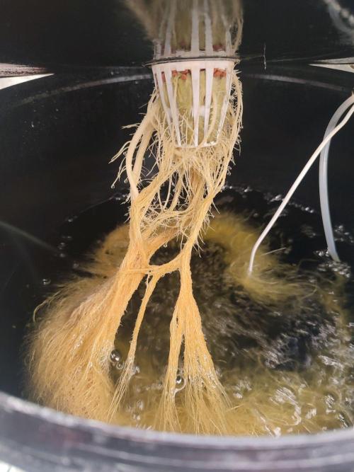 Wilhelmine - Mainlining tryout. Week 9