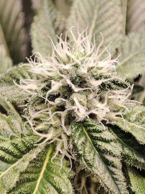 Wilhelmine - Mainlining tryout. Week 11