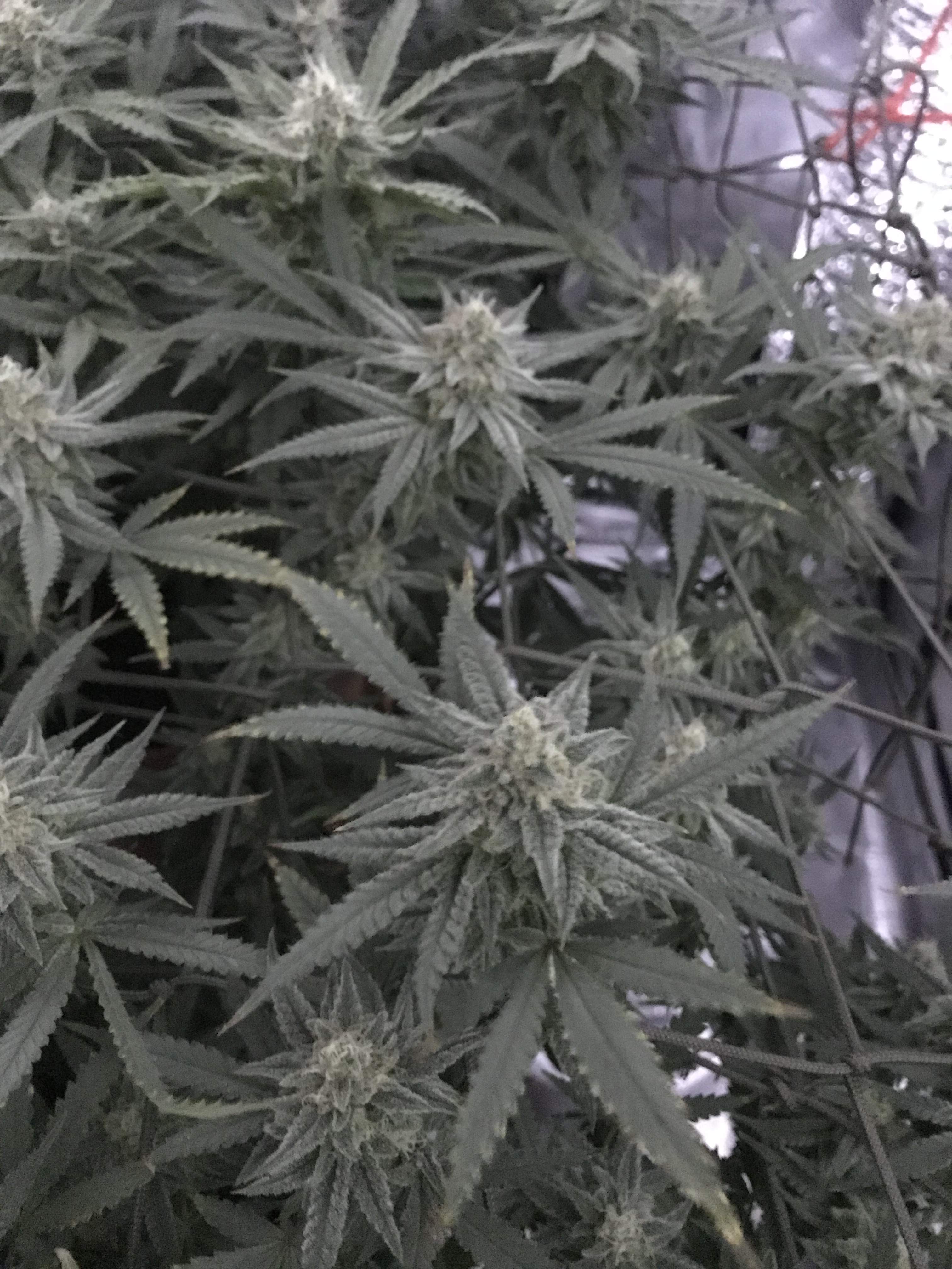 Mango kush 2 grow diary (journal) week14 by CR_ONIKZ GrowDiaries