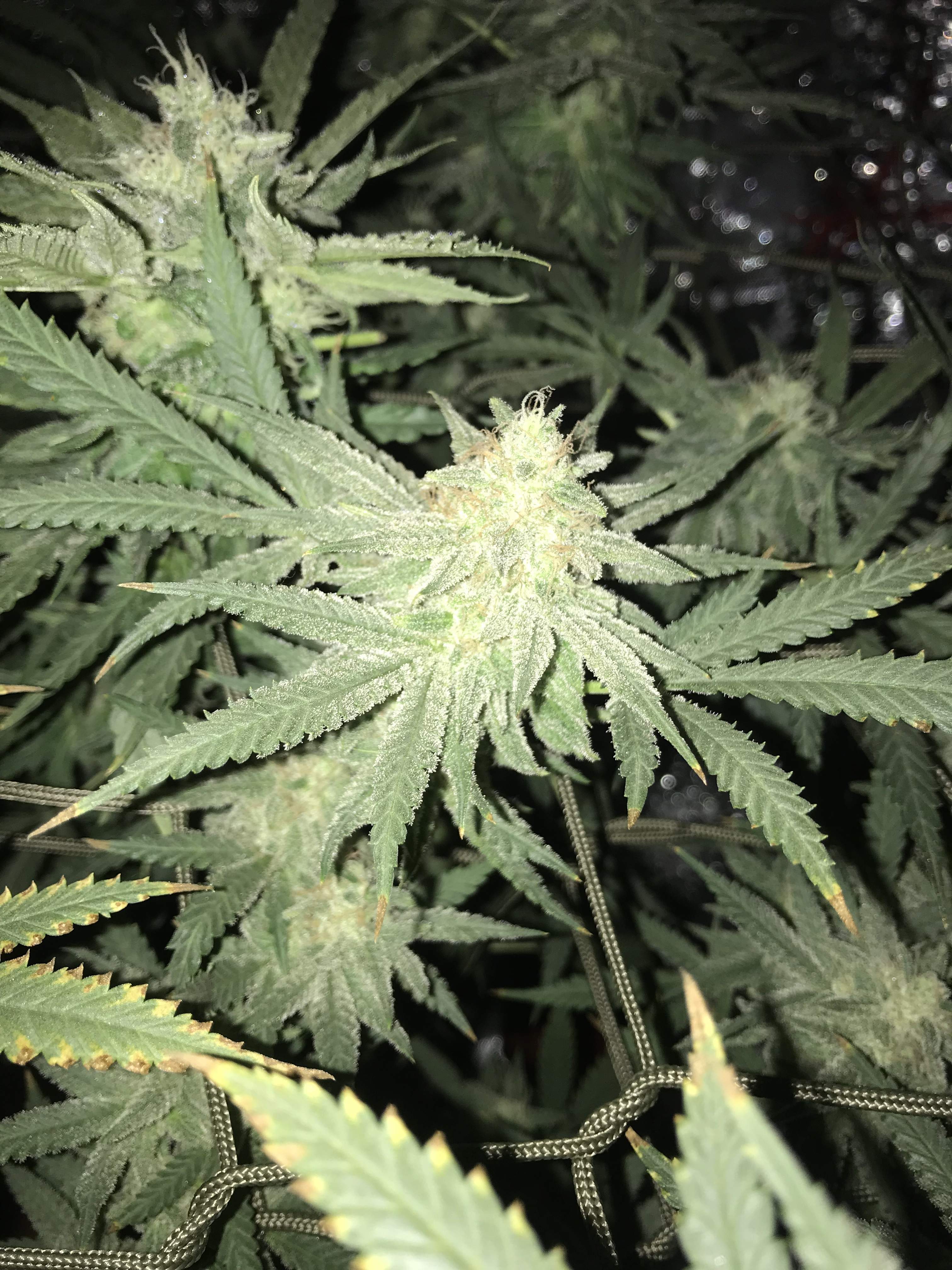 Mango kush 2 grow journal week14 by CR_ONIKZ GrowDiaries