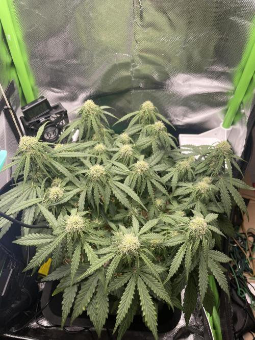 Milky Way F1 Royal Queen Seeds. Week 7 - Day 43
