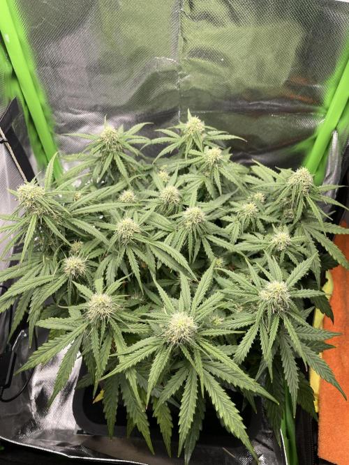 Milky Way F1 Royal Queen Seeds. Week 7 - Day 47