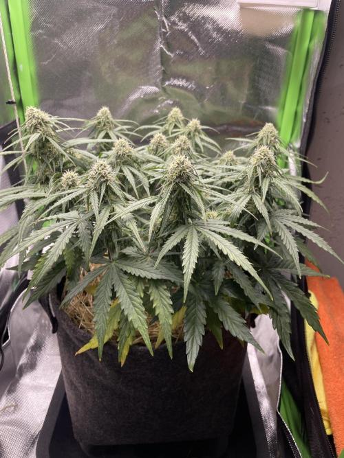 Milky Way F1 Royal Queen Seeds. Week 7 - Day 47