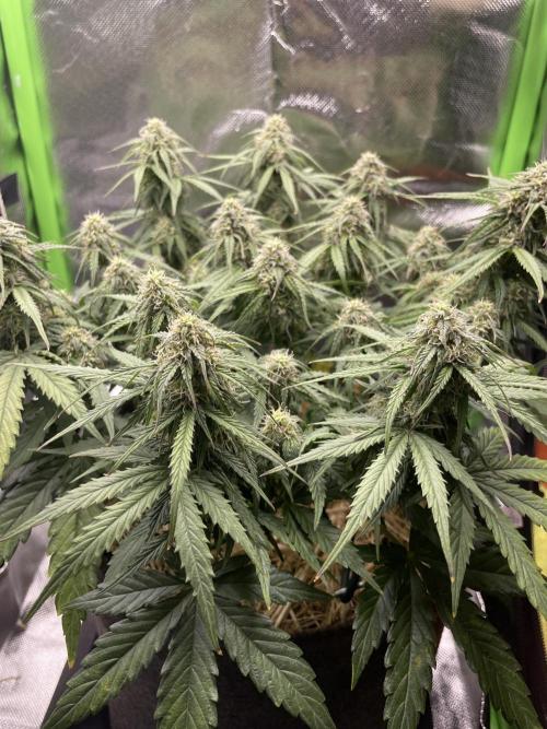 Milky Way F1 Royal Queen Seeds. Week 8 - Day 52