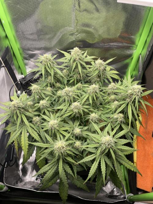 Milky Way F1 Royal Queen Seeds. Week 8 - Day 52