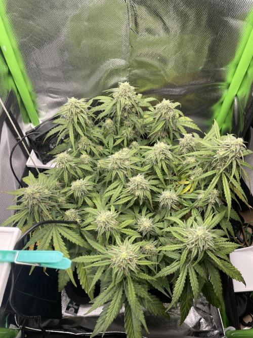 Milky Way F1 Royal Queen Seeds. Week 9