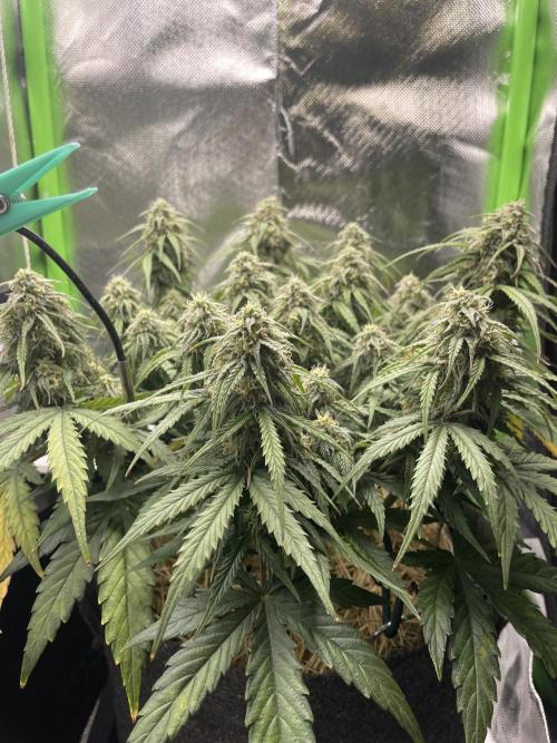 Milky Way F1 Royal Queen Seeds. Week 9