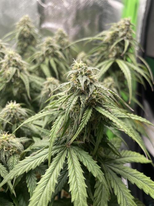 Milky Way F1 Royal Queen Seeds. Week 9