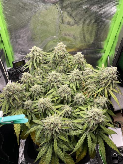 Milky Way F1 Royal Queen Seeds. Week 10